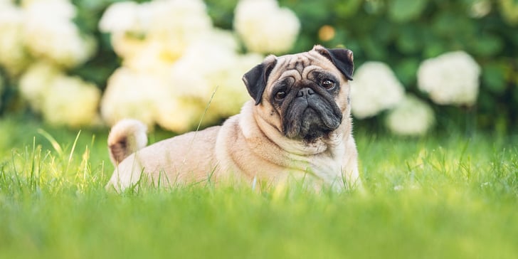 older pug lying on grass