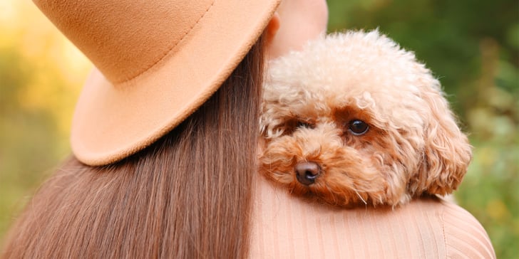 maltipoo being carried by owner