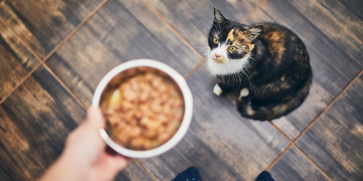Cat sitting in wooden floor looking up at bowl of food