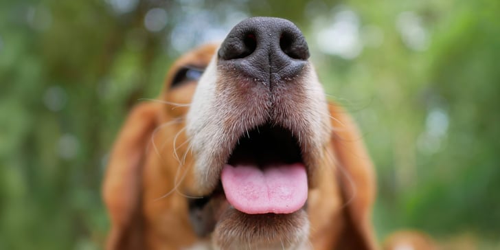A close up of a Beagle's mouth.