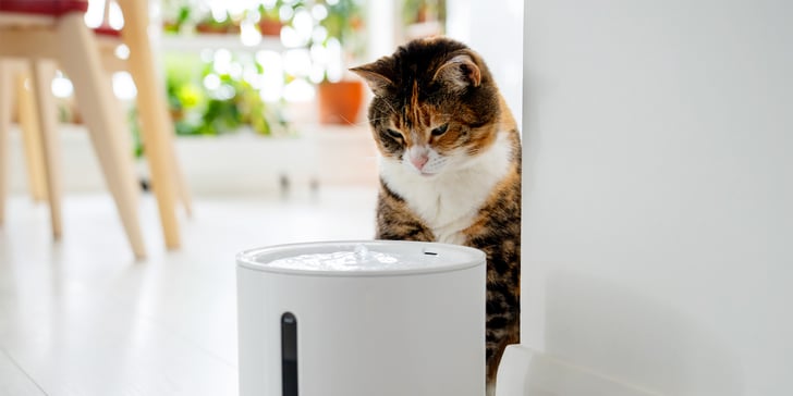 A cat staring at a water fountain.