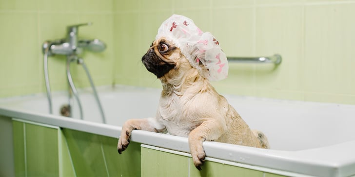 A pug wearing a shower cap and sitting in a green bath.