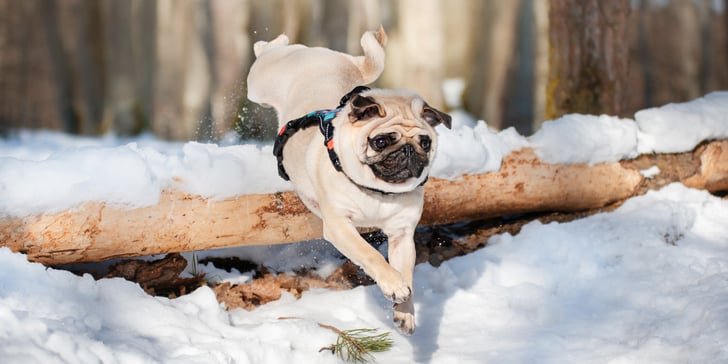 A Pug jumping over a log in the snow.