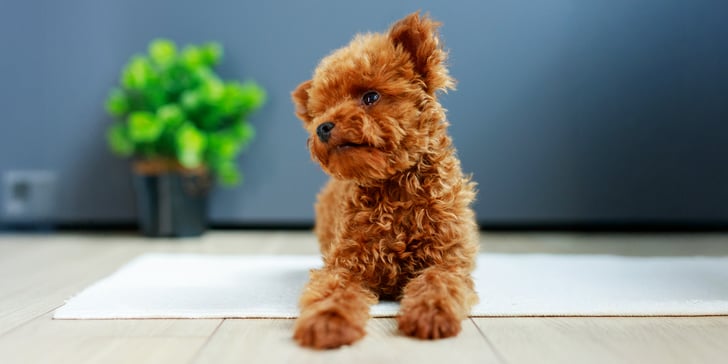 maltipoo sitting on a rug