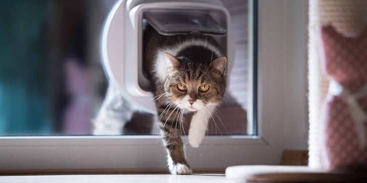 Cat going through cat flap