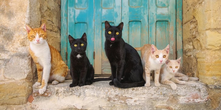 Five cat sitting outside a Grecian house.