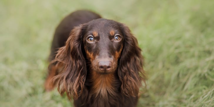 A long haired brown dachshund standing on grass.