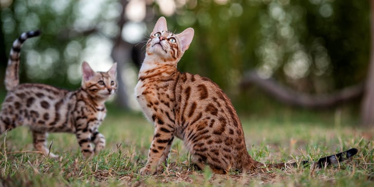 Mother Bengal cat with kitten Bengal cat
