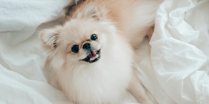A Pomeranian dog laying in white sheets.