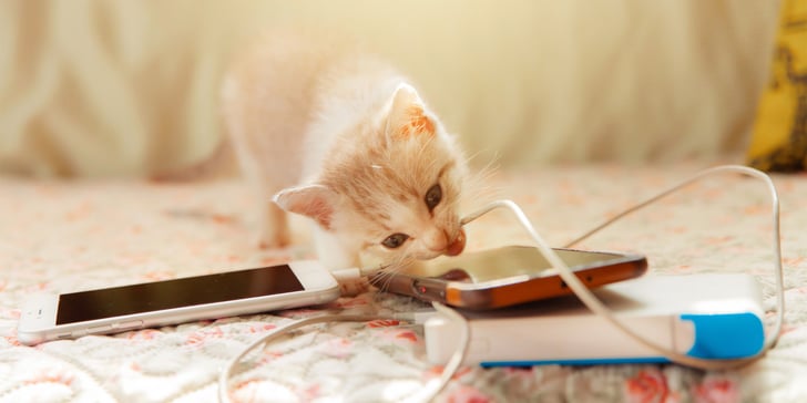 kitten biting a phone cord