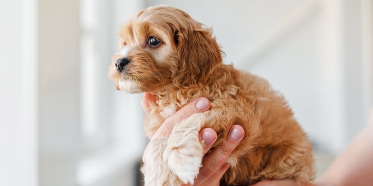 A hand holding a puppy Cavapoo against a blurred white background.