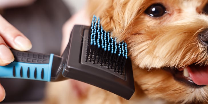 maltipoo being brushed