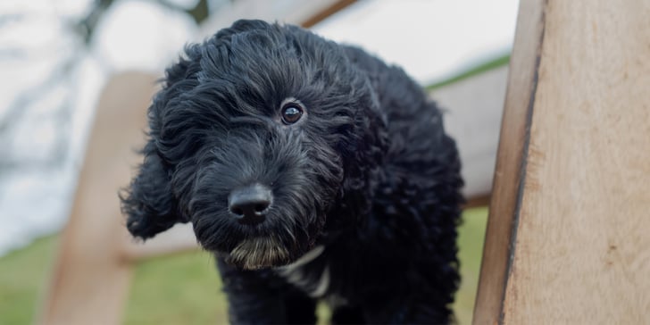 A black puppy Cockapoo poking through a fence.
