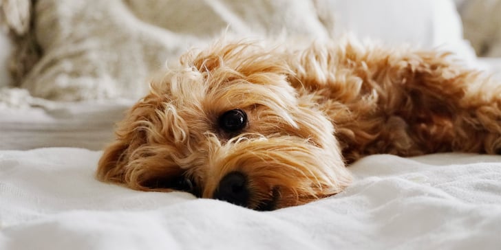 maltipoo lying on a bed