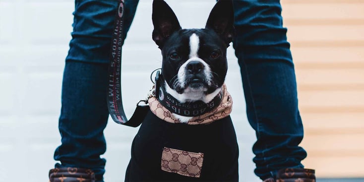 Boston Terrier sitting down