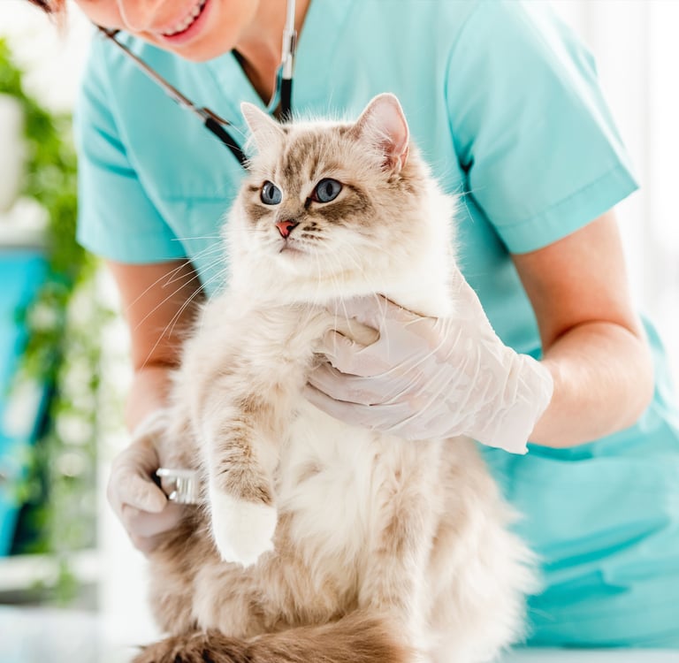 A cat being gently held by a vet having its chest checked.