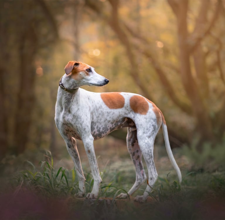 A lurcher dog standing in a forest.