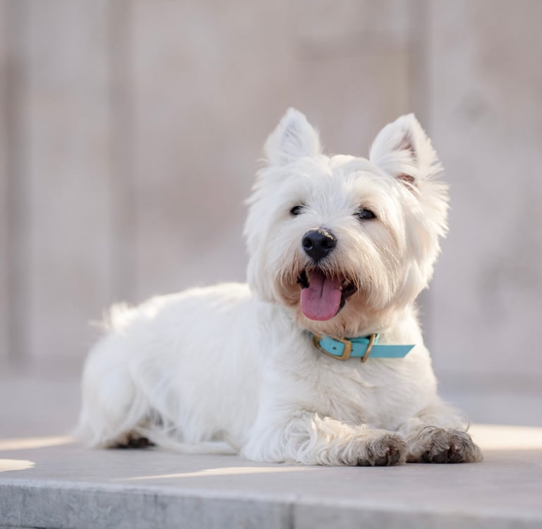 West Highland White Terrier lying on ground with tongue out