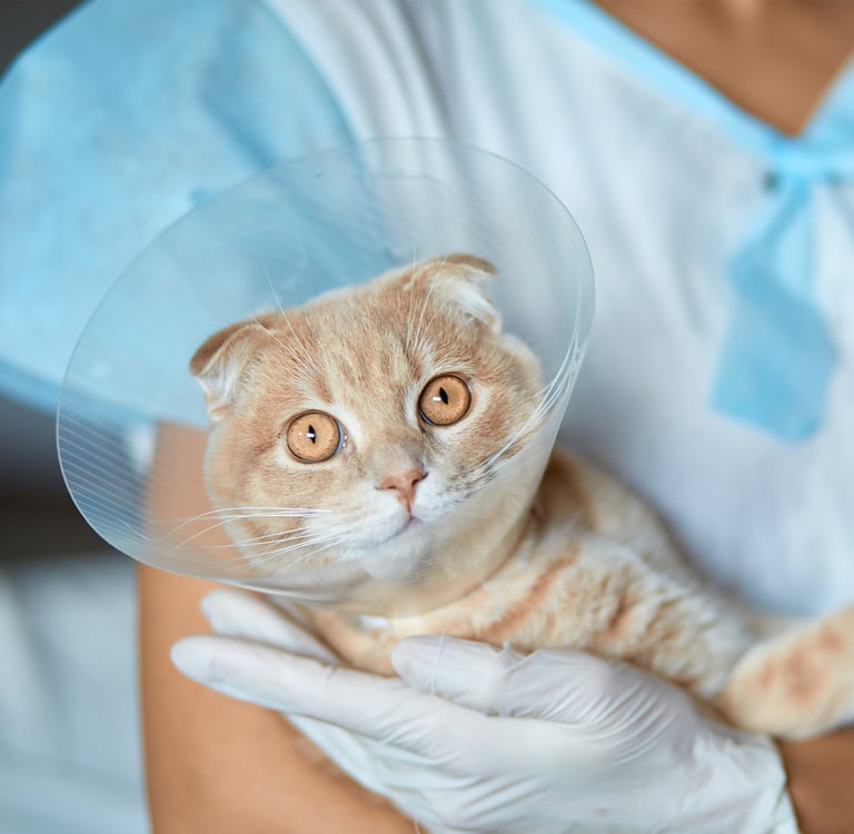 A ginger scottish fold in a cone held by a vet.
