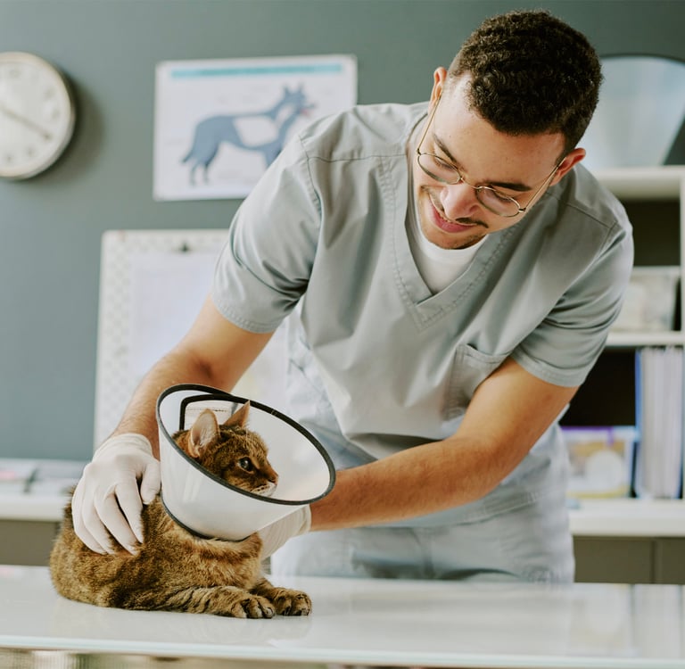 cat with cone around head being checked by a vet 