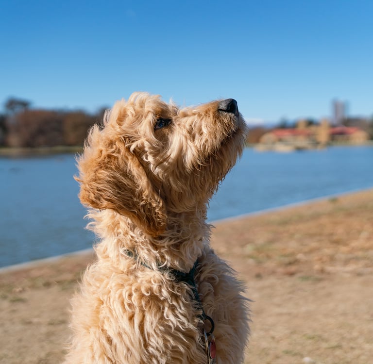 A woman holding her goldendoodle and smiling at the camera.