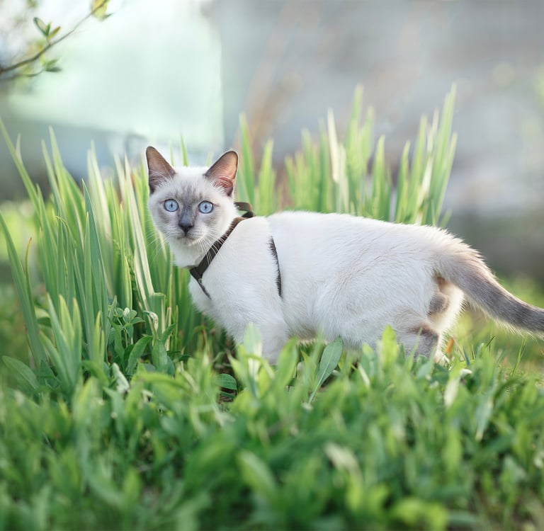 A white Siamese cat stood in grass and wearing a harness.