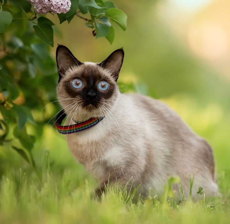 A Siamese cat sitting on grass.