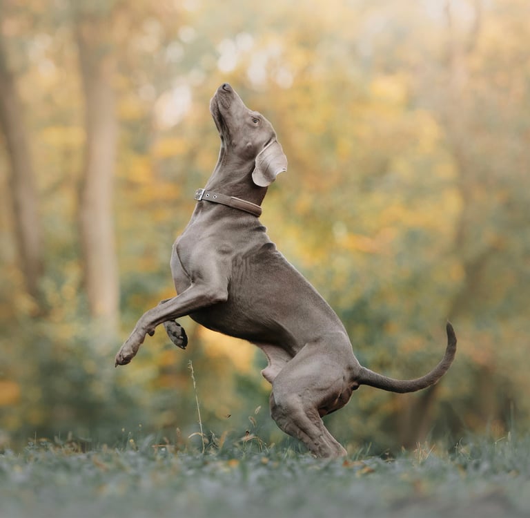 A weimaraner standing on its two back legs.