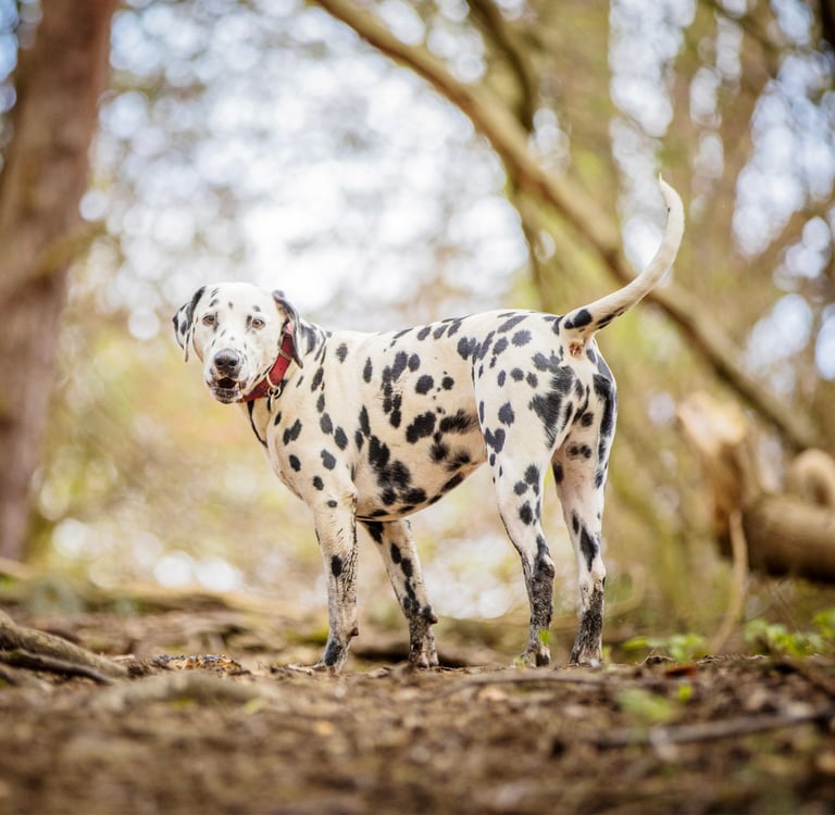 Dalmatian standing in a forest with red collar