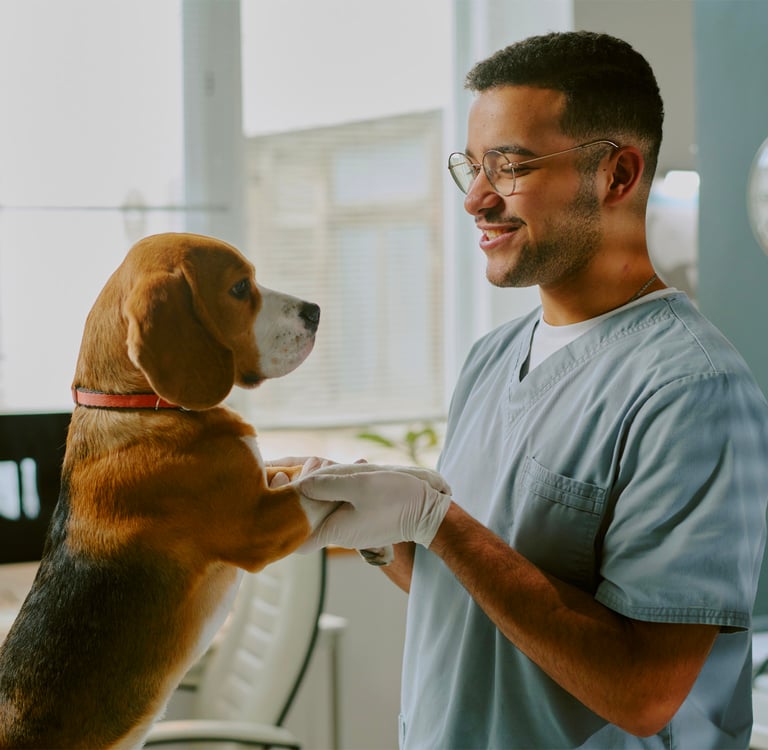 Beagle being checked by vet