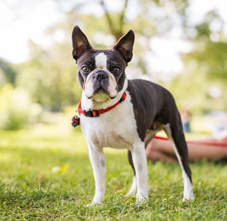A boston terrier under a tree in a park with its owner.
