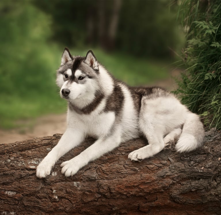 A siberian husky laying on a tree that has fallen over.