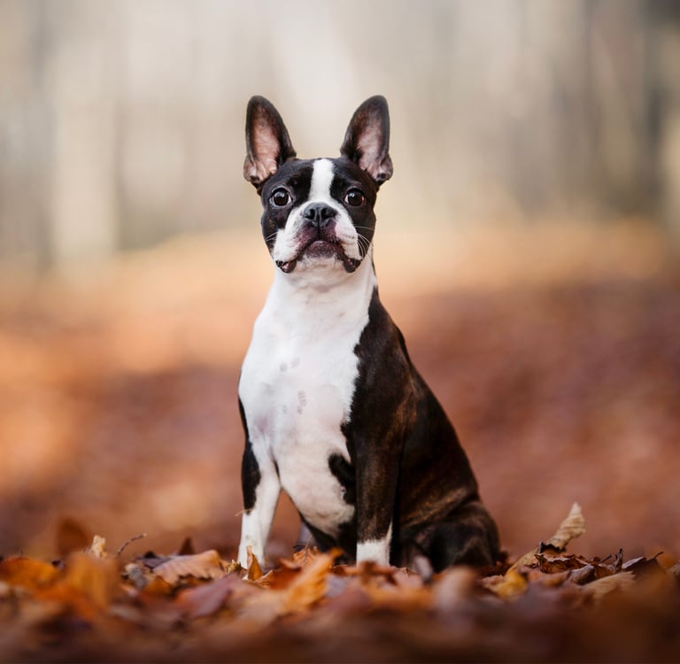 A boston terrier sitting amongst autumn leaves in a forest.