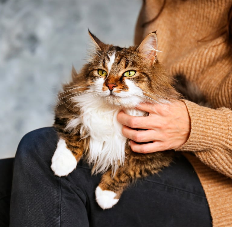 A siberian cat laying on its owners lap.