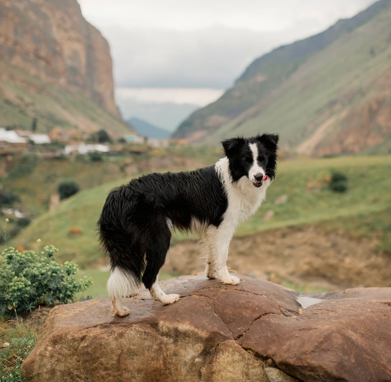 A Border Collie laying down outdoors wearing an orange harness.