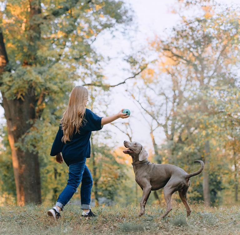 A woman and her weimaraner playing with a ball in a forest.