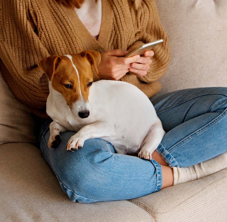 A Jack Russel Terrier sat on its owners lap, the owner is using their phone