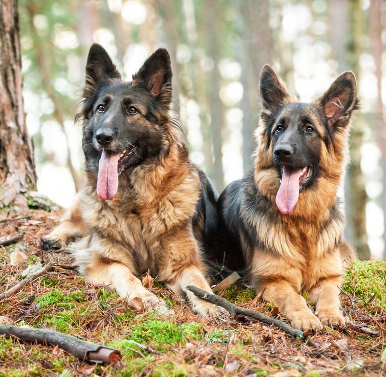 Two German Shepherd dogs sitting on a mossy hill.