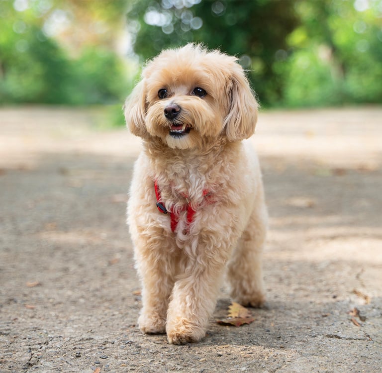 A cream coloured Maltipoo standing outside.