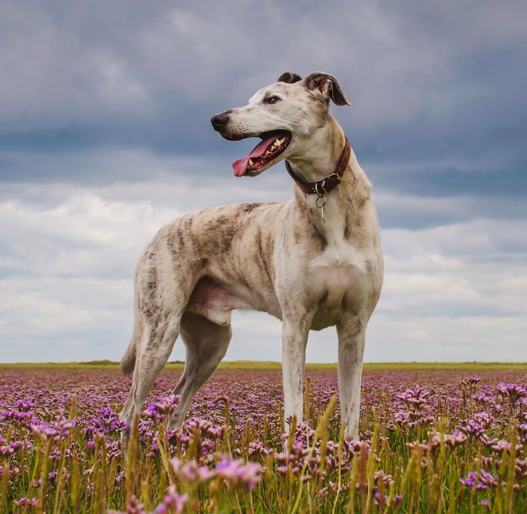 A lurcher standing in a field of flowers.