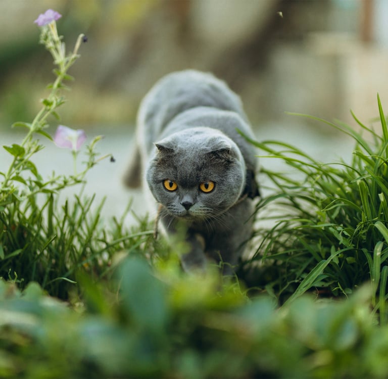 A Scottish Fold about to pounce.