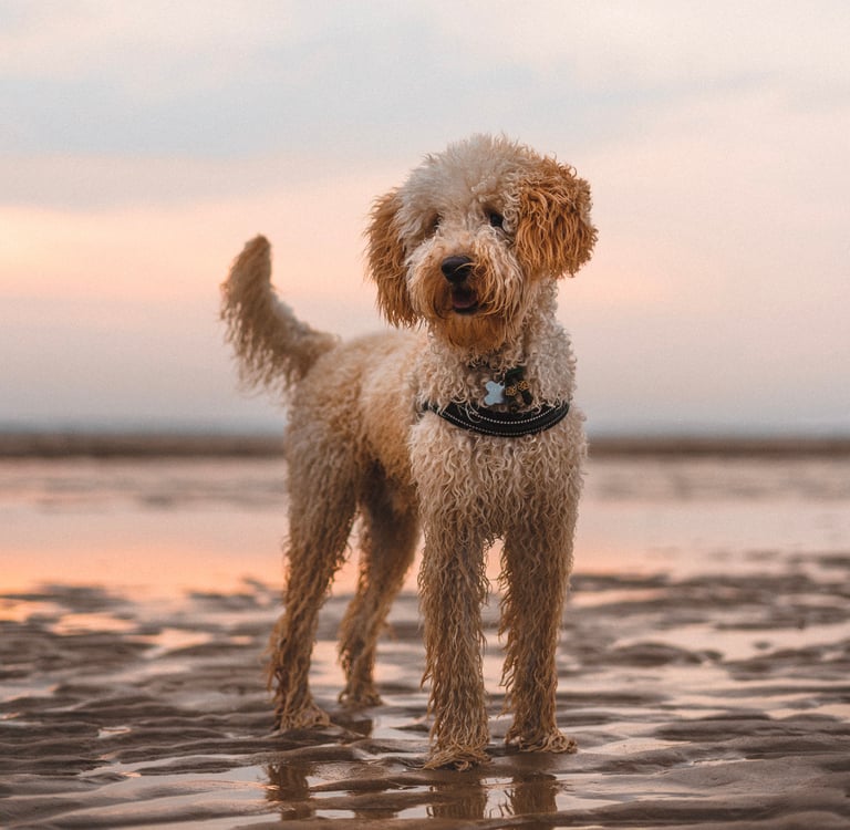A goldendoodle on a beach at sunset.