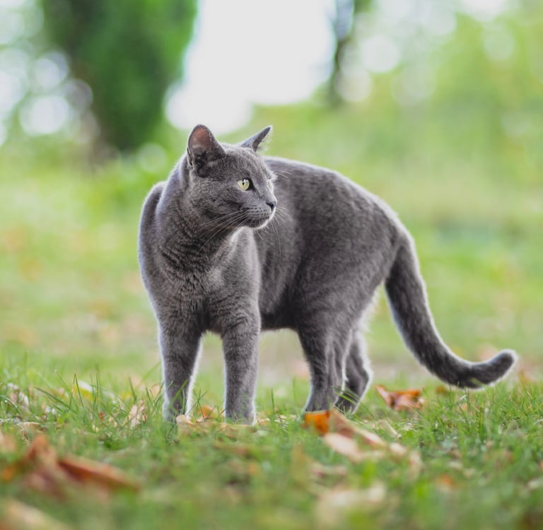 A russian blue outside on the grass.