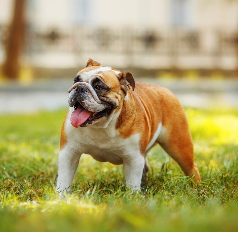 A tan and white english bulldog.