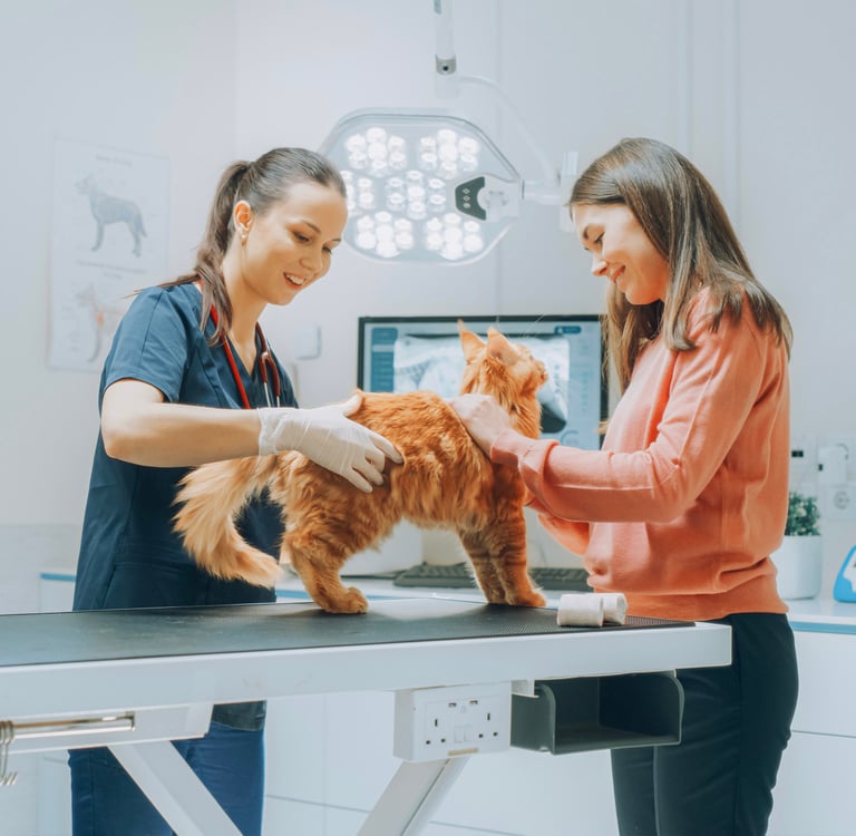 Ginger cat standing on vet table with vet and owner next to them