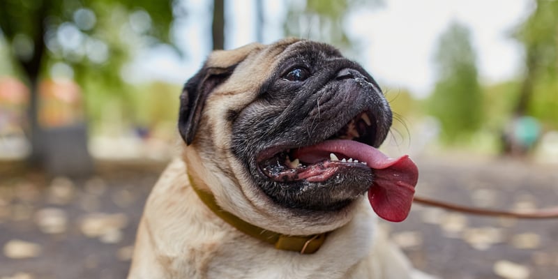 A Pug sitting outdoors and panting.