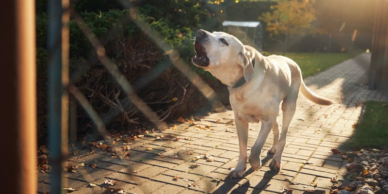 A Labrador running down a tiled path and barking.