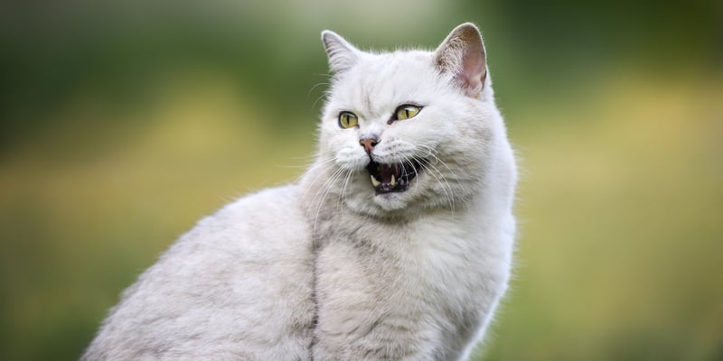 White cat meowing