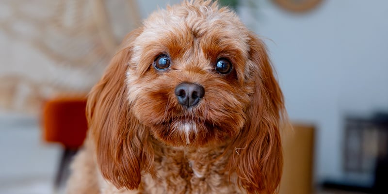A close up image of a brown Maltipoo.