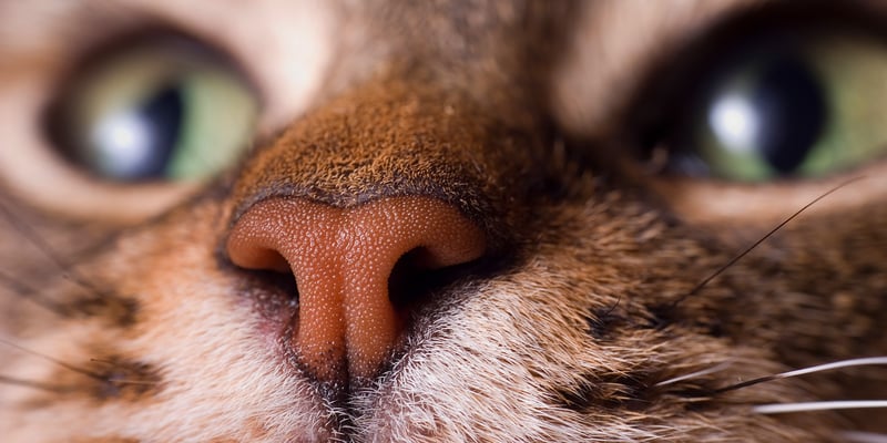 A close up image of a cat's nose.